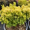 Berberis thunbergii 'Lime Star' - dřišťál Thunbergův