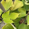 Broussonetia papyrifera 'Golden Shadows' - papírovník čínský
