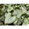 Brunnera macrophylla 'Little Heart' - pomněnkovec