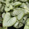 Brunnera macrophylla 'Little Heart' - pomněnkovec