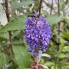 Buddleja davidii 'REVE DE PAPILLON BLUE' 'Minpap 3' - komule Davidova