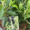Clethra alnifolia 'Hummingbird' - jochovec olšolistý