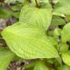 Cornus alba 'BATON ROUGE' 'Minbat' - svída bílá