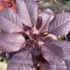 Cotinus coggygria 'Winecraft Black' - ruj vlasatá