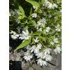 Deutzia 'Yuki 'Snowflake' - trojpuk