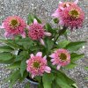 Echinacea 'Butterfly Kisses' - třapatka