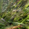 Eragrostis spectabilis- milička