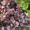 Heuchera hybrid 'Rex Purple'- dlužicha
