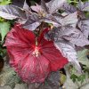 Hibiscus moscheutos SUMMERIFIC 'Holy Grail'- ibišek bahenní