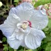 Hibiscus syriacus 'IGLOO' 'Minsycbb2b'- ibišek venkovní/syrský