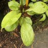 Hosta 'Lemon Snap' - bohyška
