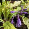 Hosta 'Lipstick Blonde' - bohyška
