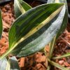 Hosta 'Little Treasure' - bohyška