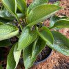 Hosta 'Love Pat'- bohyška