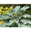 Hosta 'Skywriter' - bohyška