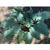 Hosta 'Skywriter' - bohyška