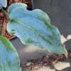 Hosta 'Skywriter' - bohyška