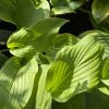 Hosta 'T-Rex' - bohyška