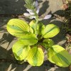 Hosta 'Velvet Moon' - bohyška