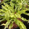 Hosta 'Wiggles and Squiggles' - bohyška