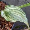 Hosta 'Zebra Stripes' - bohyška