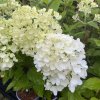 Hydrangea paniculata 'Living Summer Snow' - hortenzie latnatá