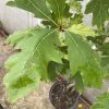 Quercus rubra 'Boltes Gold' - dub červený