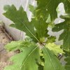 Quercus rubra 'Boltes Gold' - dub červený