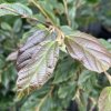 Sycoparrotia semidecidua 'Purple Haze' - sycoparotia