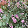 Symphoricarpos 'Magical Candy' - pámelník