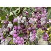 Symphoricarpos 'Magical Candy' - pámelník