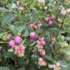 Symphoricarpos 'Magical Candy' - pámelník