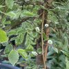 Ulmus parvifolia 'Geisha' kmínek - jilm čínský