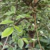 Ulmus parvifolia 'Geisha' kmínek - jilm čínský