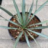 Yucca rostrata - juka stromová