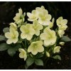 Helleborus hybr. 'Ice N´ Breaker Max' - čemeřice