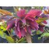 Helleborus hybr. 'Quintessa Ruby' - čemeřice