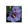 Hibiscus syriacus 'Oiseau Blue' kmínek - ibišek venkovní/syrský