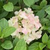 Hydrangea paniculata 'Little Lime Punch' - hortenzie latnatá