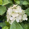 Hydrangea paniculata 'Little Lime Punch' - hortenzie latnatá