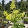 Salix sachalinensis 'Golden Sunshine' kmínek - vrba sachalinská