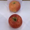 Malus domestica 'Lipno' - jabloň zimní