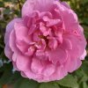 Rosa 'John Davis' - růže pnoucí