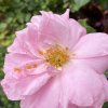 Rosa 'John Davis' - růže pnoucí