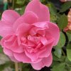 Rosa 'John Davis' - růže pnoucí
