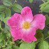 Rosa 'William Booth' - růže sadová