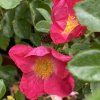 Rosa 'William Booth' - růže sadová