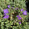 Aubrieta x cultorum 'Royal Cascade Blue' - tařička