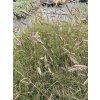Bouteloua gracilis 'Bad River' - moskytovka něžná