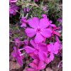 Phlox subulata 'Mc Daniel's Cushion' - plamenka šídlovitá